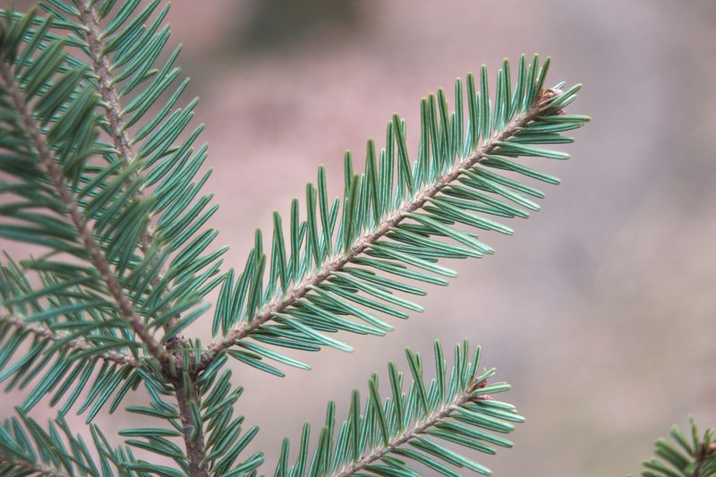 European silver fir branch with evergreen needles