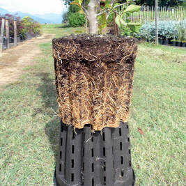 Air-pruning pots showing dense fibrous root system development