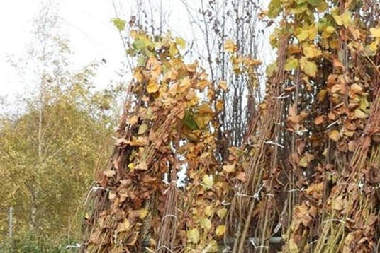 Bundled bare-root trees ready for dispatch