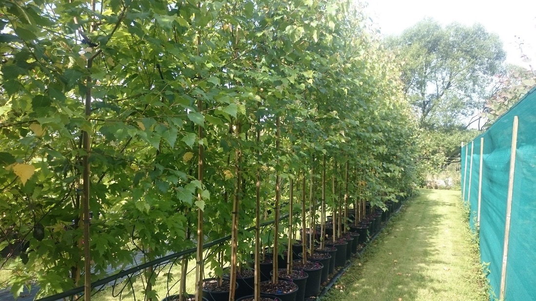 Chlorophyll meter being used to check tree vitality and health