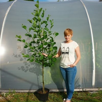 Common Alder tree grown at Papervale Trees nursery