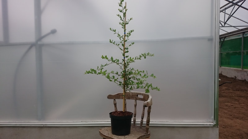 Container-grown tree at Papervale nursery ready for planting