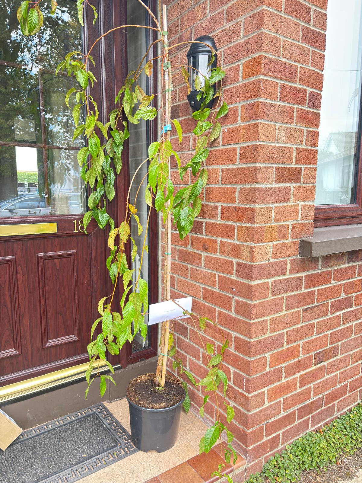 Tree delivered to the customer's door by Papervale Trees