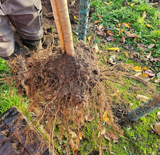 Well-established root system from a Papervale nursery-grown tree