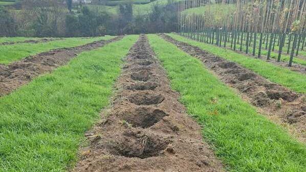 Field-grown Papervale trees in polytunnels