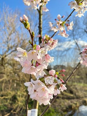 Flowering trees in blossom