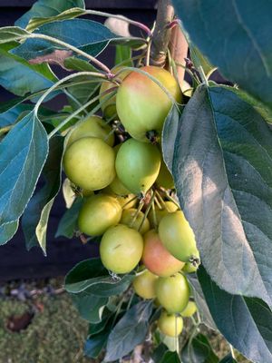 Fruiting trees in blossom and fruit