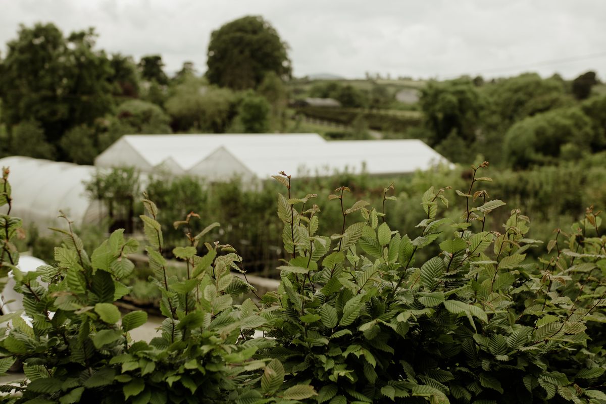 Papervale Trees nursery landscape and growing beds, Co. Down