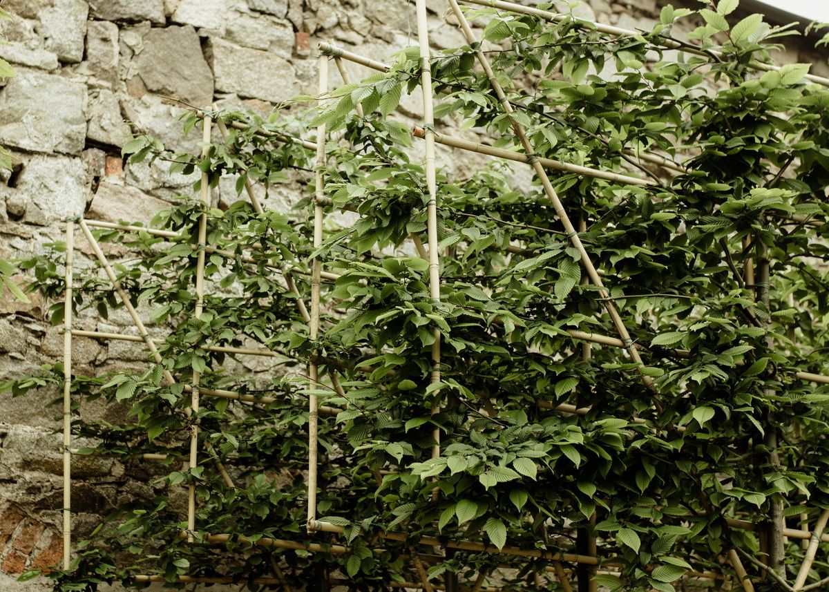 Papervale Trees nursery landscape and growing beds, Co. Down