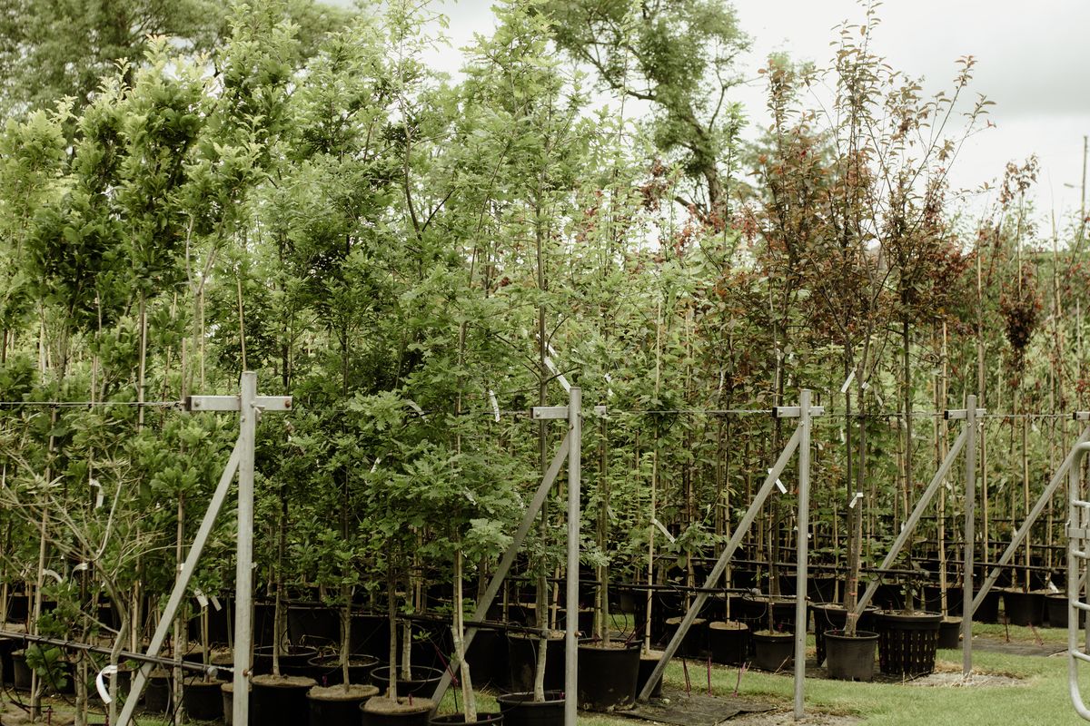 Papervale Trees nursery landscape and growing beds, Co. Down