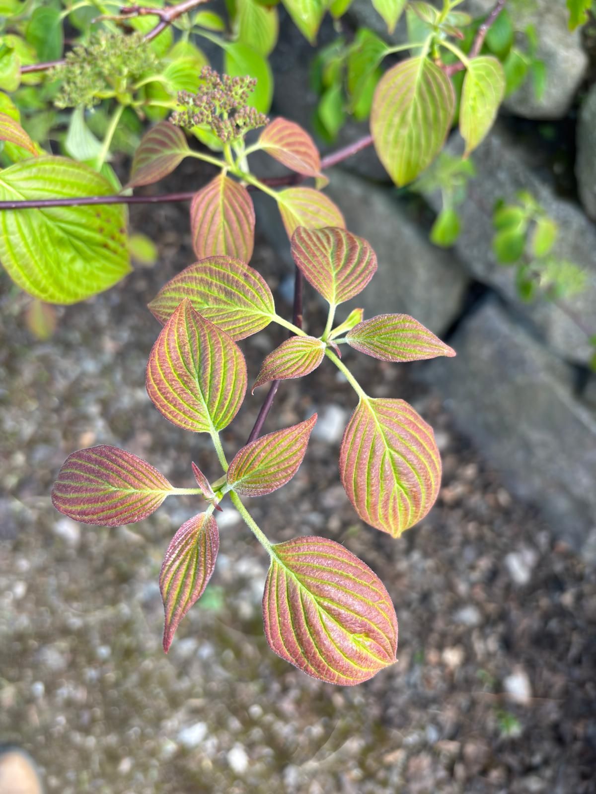 Papervale Trees nursery landscape and growing beds, Co. Down