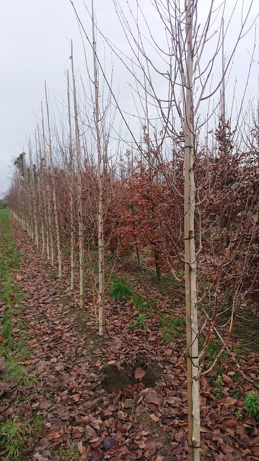 Papervale Trees nursery landscape and growing beds, Co. Down