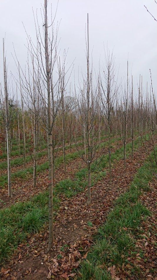 Papervale Trees nursery landscape and growing beds, Co. Down