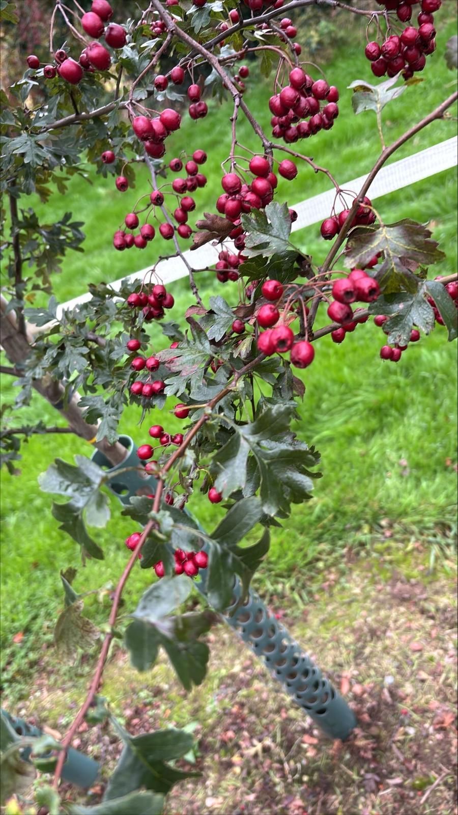 Papervale Trees nursery landscape and growing beds, Co. Down