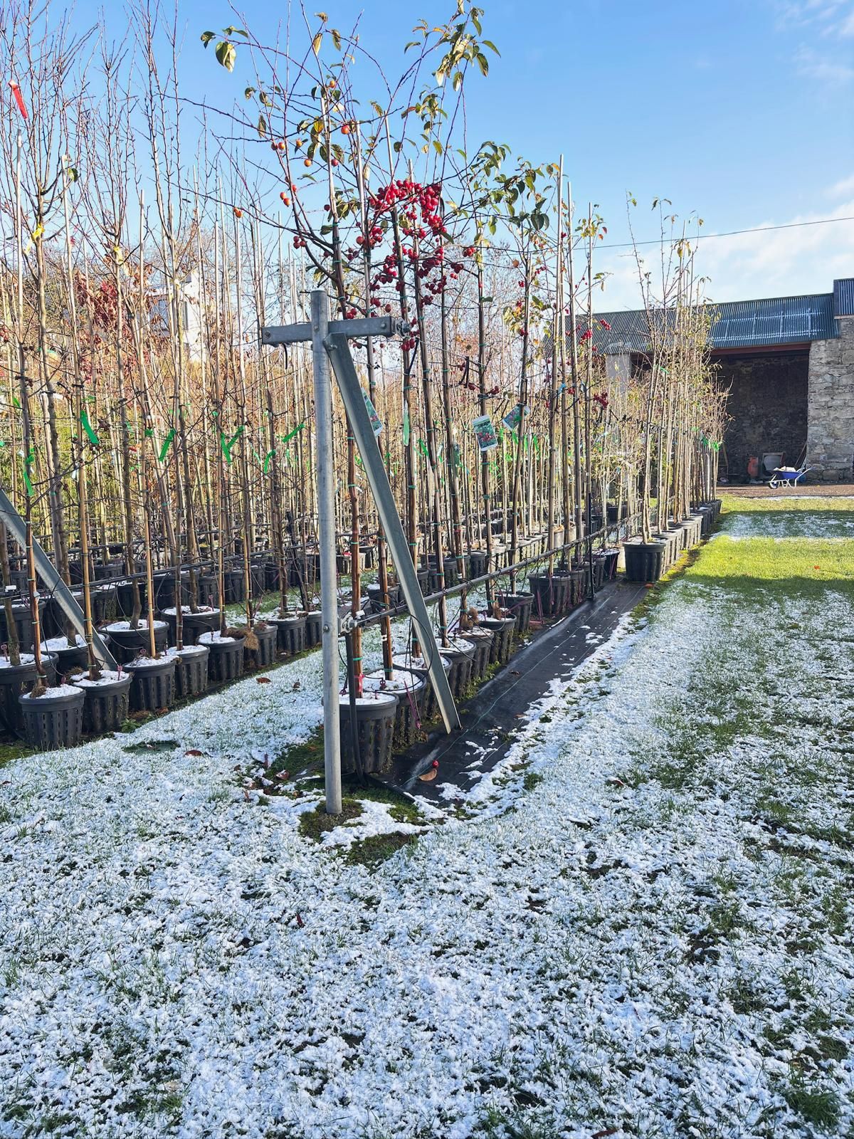 Papervale Trees nursery landscape and growing beds, Co. Down