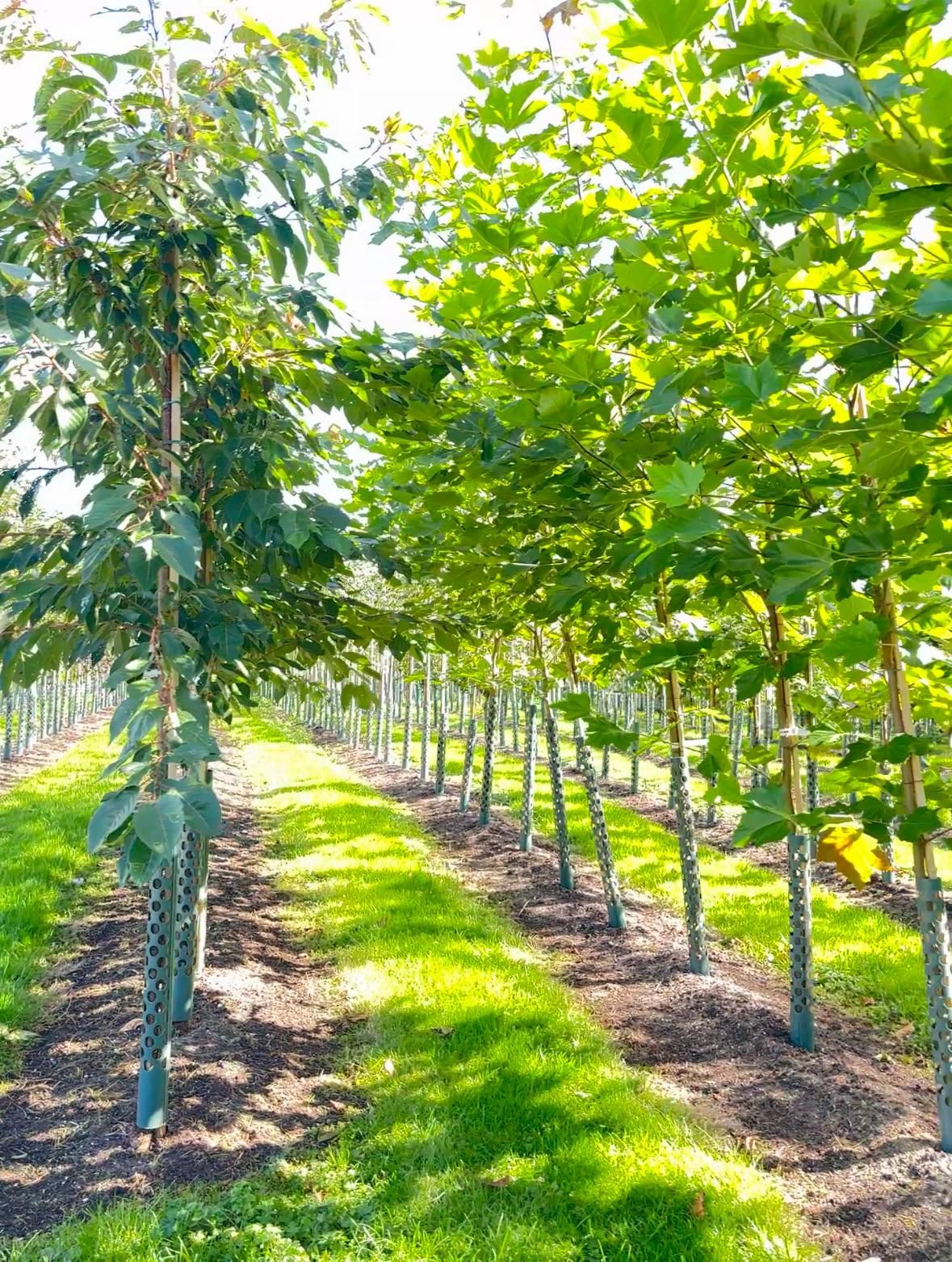 Papervale Trees nursery landscape and growing beds, Co. Down
