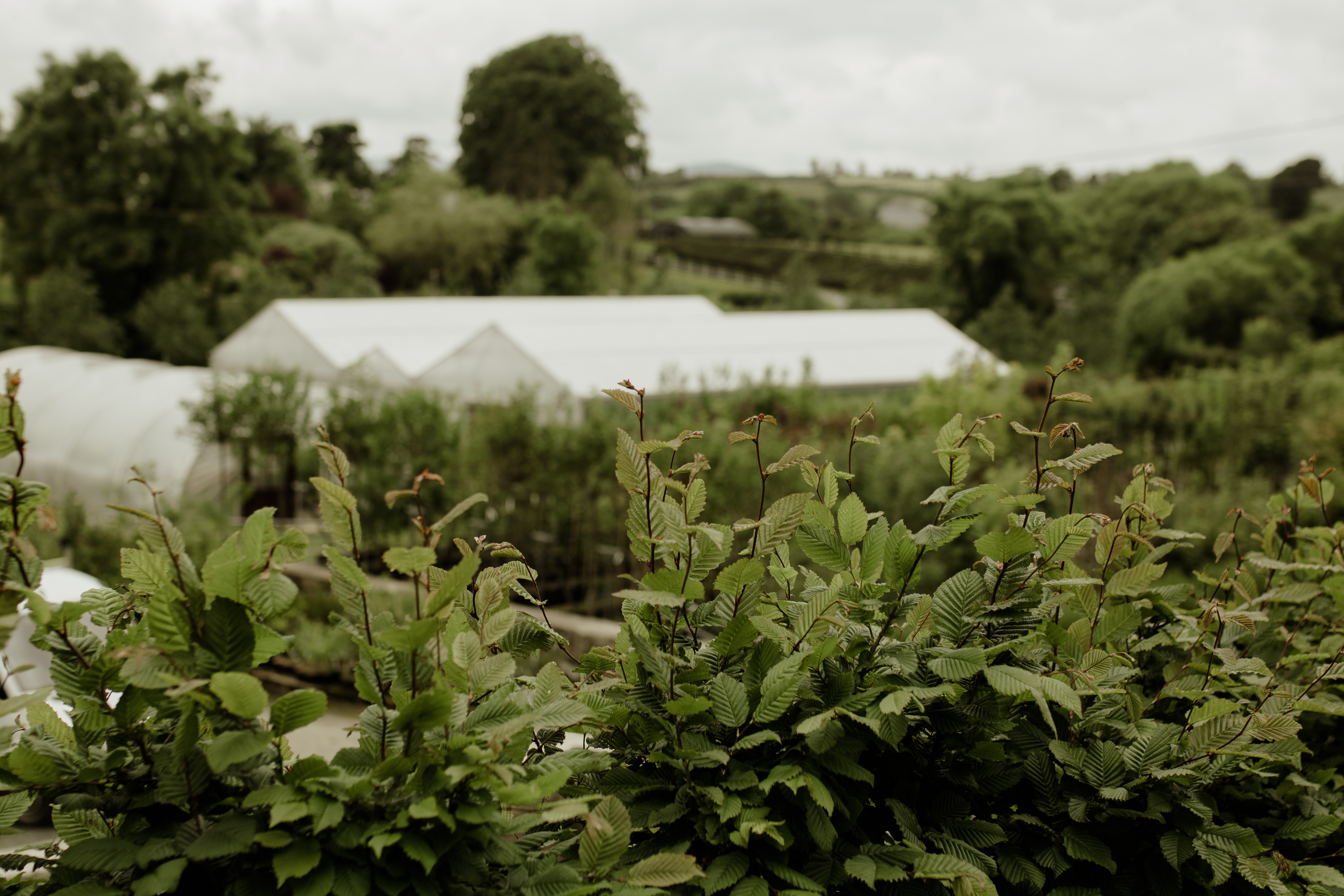 Papervale Trees nursery landscape and growing beds, Co. Down