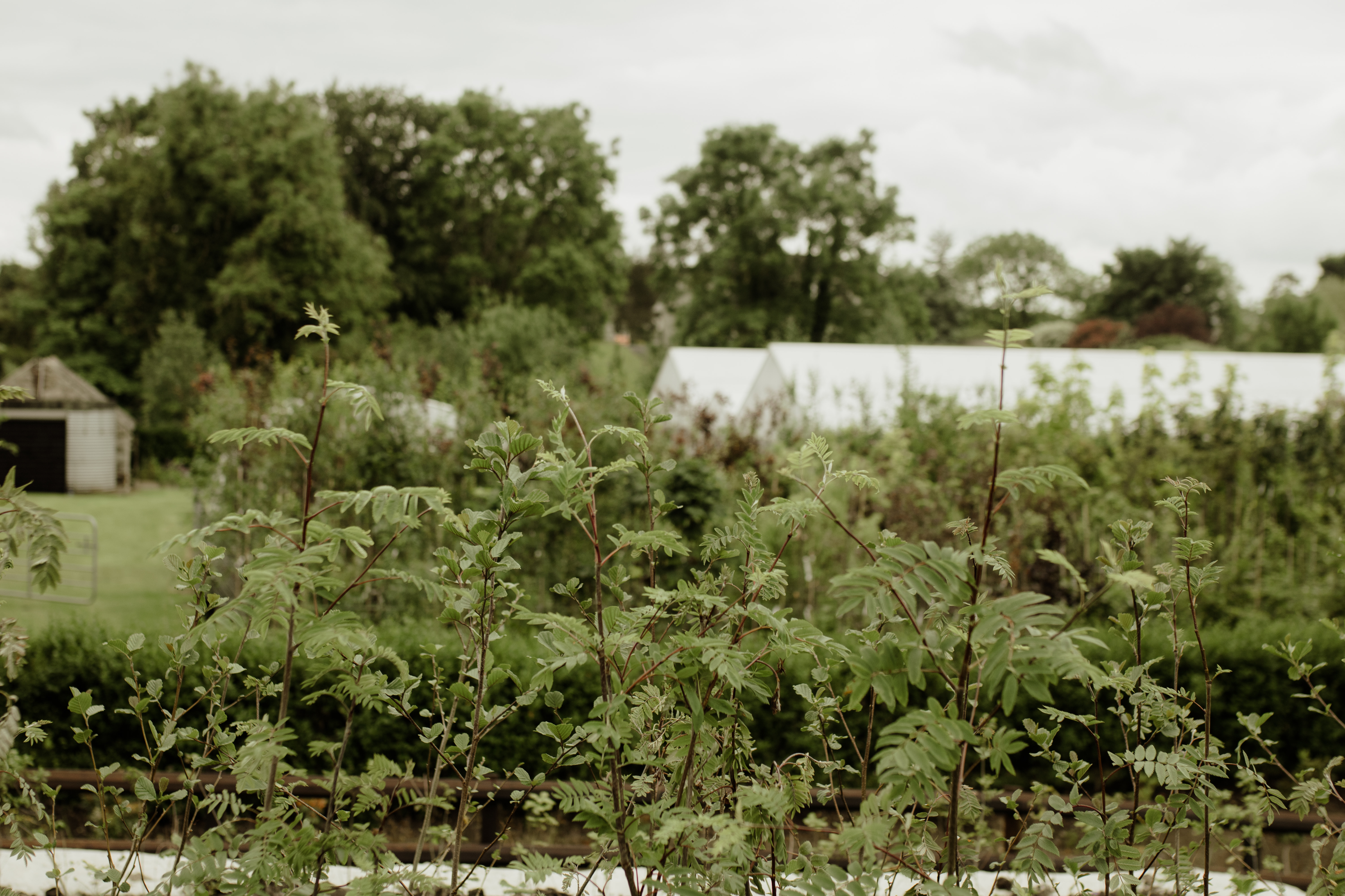 Papervale Trees nursery landscape and growing beds, Co. Down