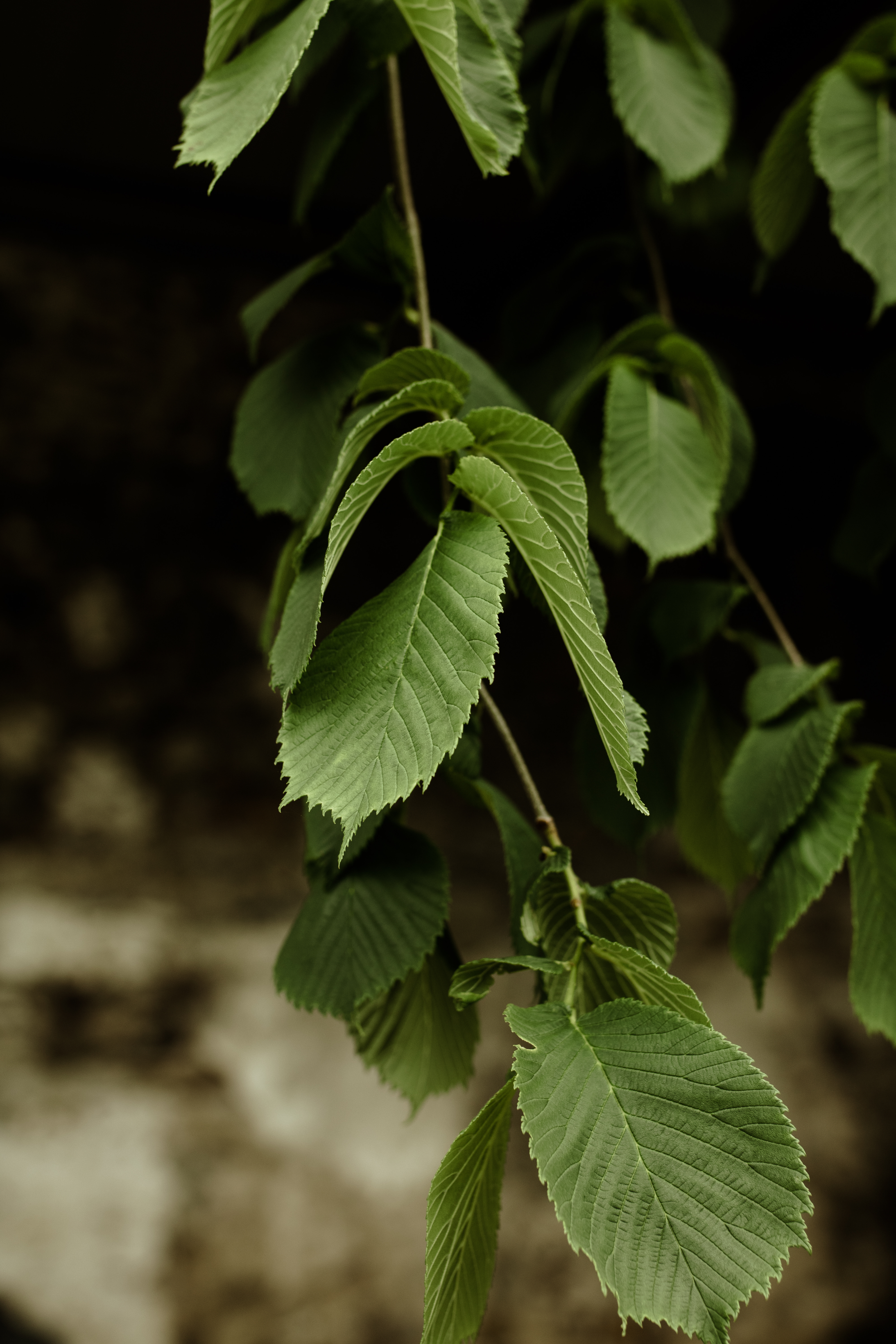 Papervale Trees nursery landscape and growing beds, Co. Down