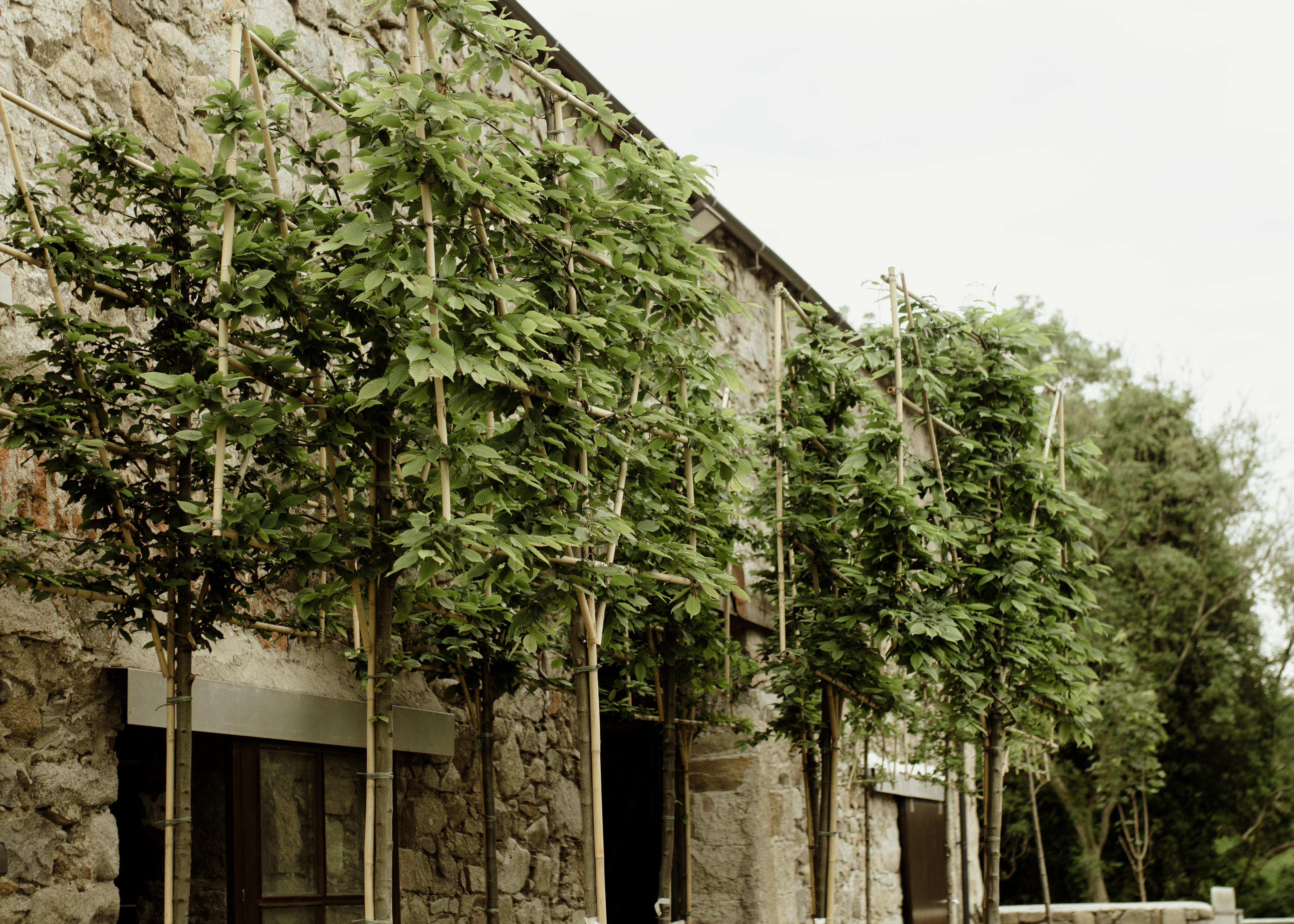 Papervale Trees nursery landscape and growing beds, Co. Down