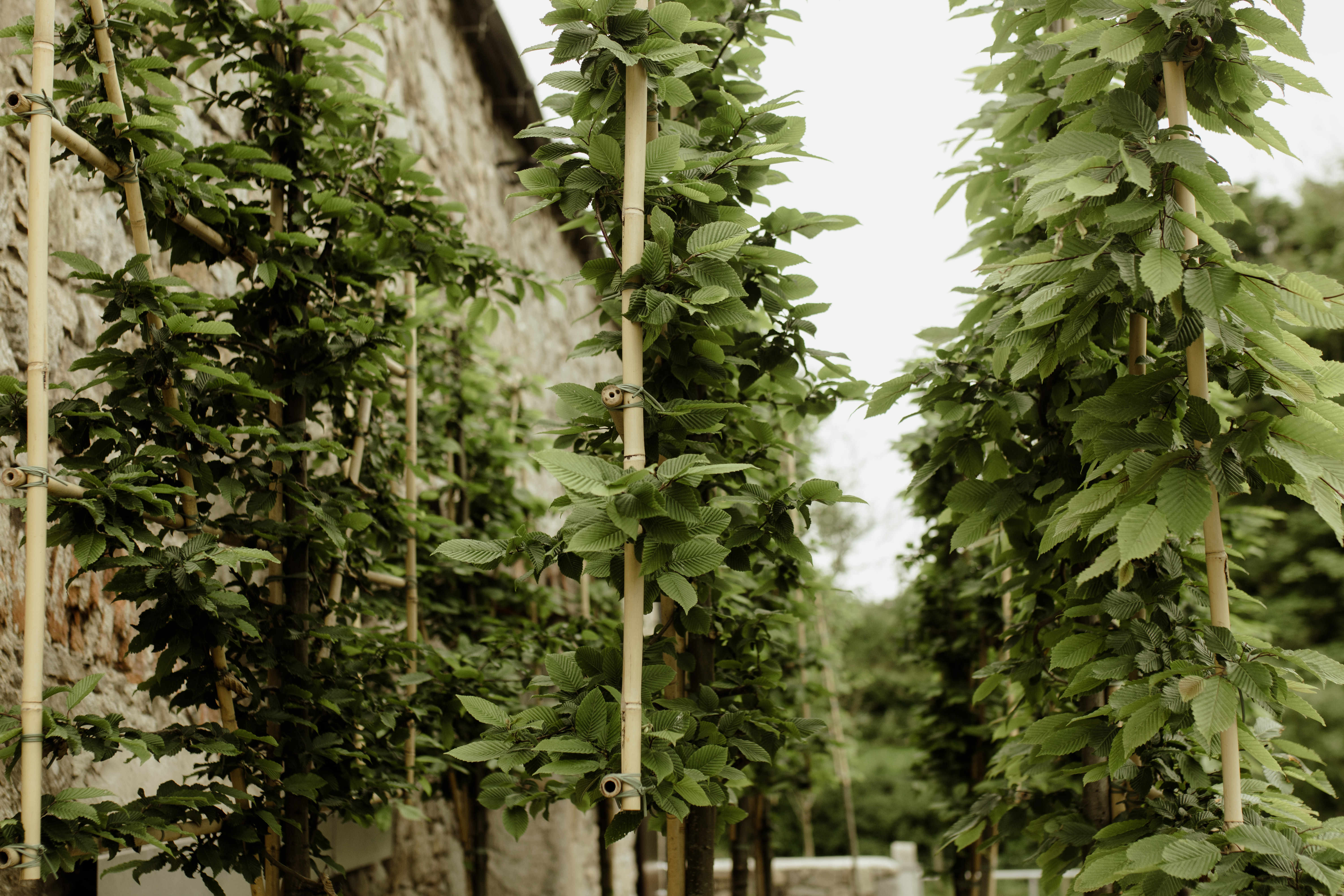 Papervale Trees nursery landscape and growing beds, Co. Down