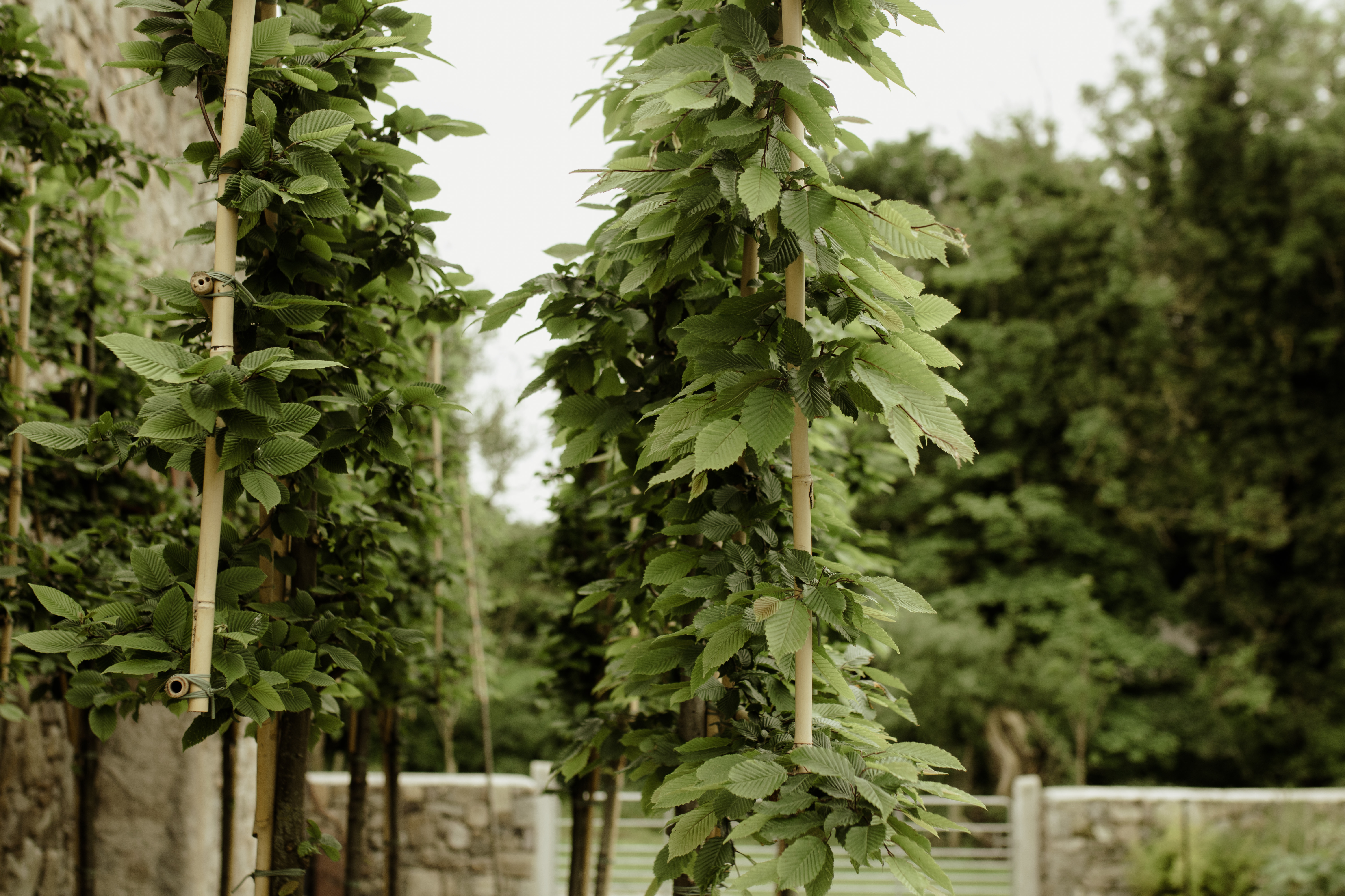 Papervale Trees nursery landscape and growing beds, Co. Down