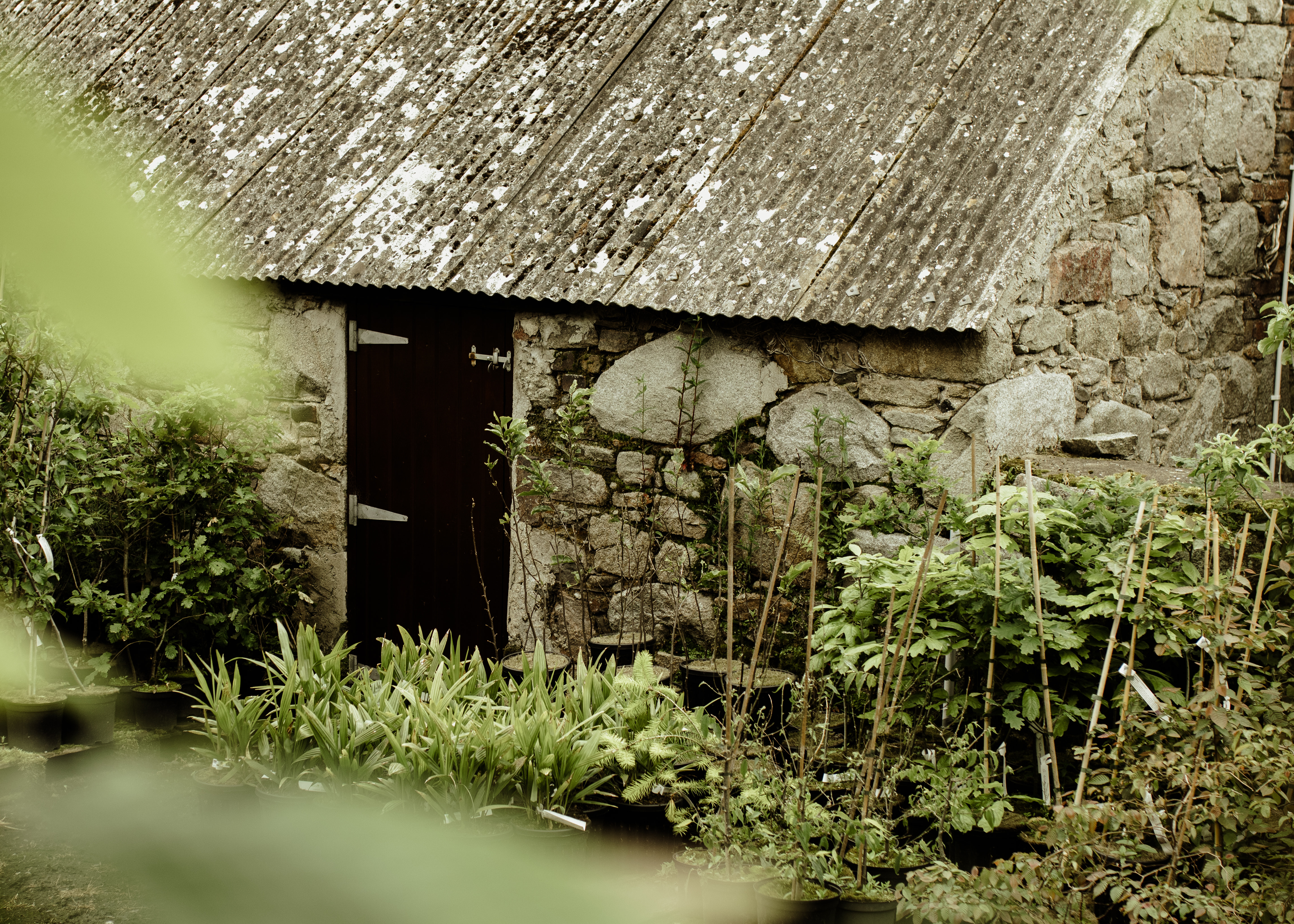 Papervale Trees nursery landscape and growing beds, Co. Down