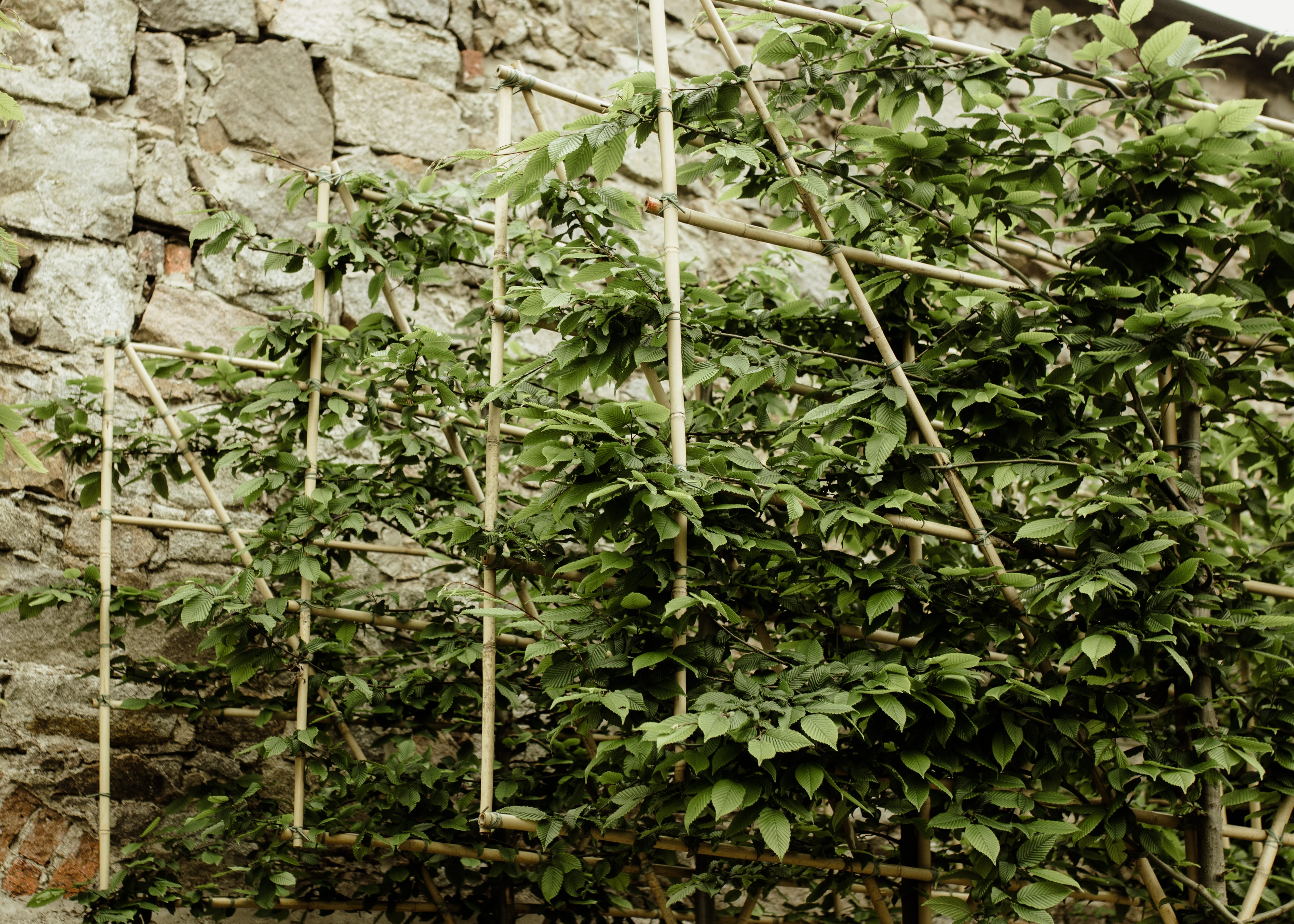 Papervale Trees nursery landscape and growing beds, Co. Down