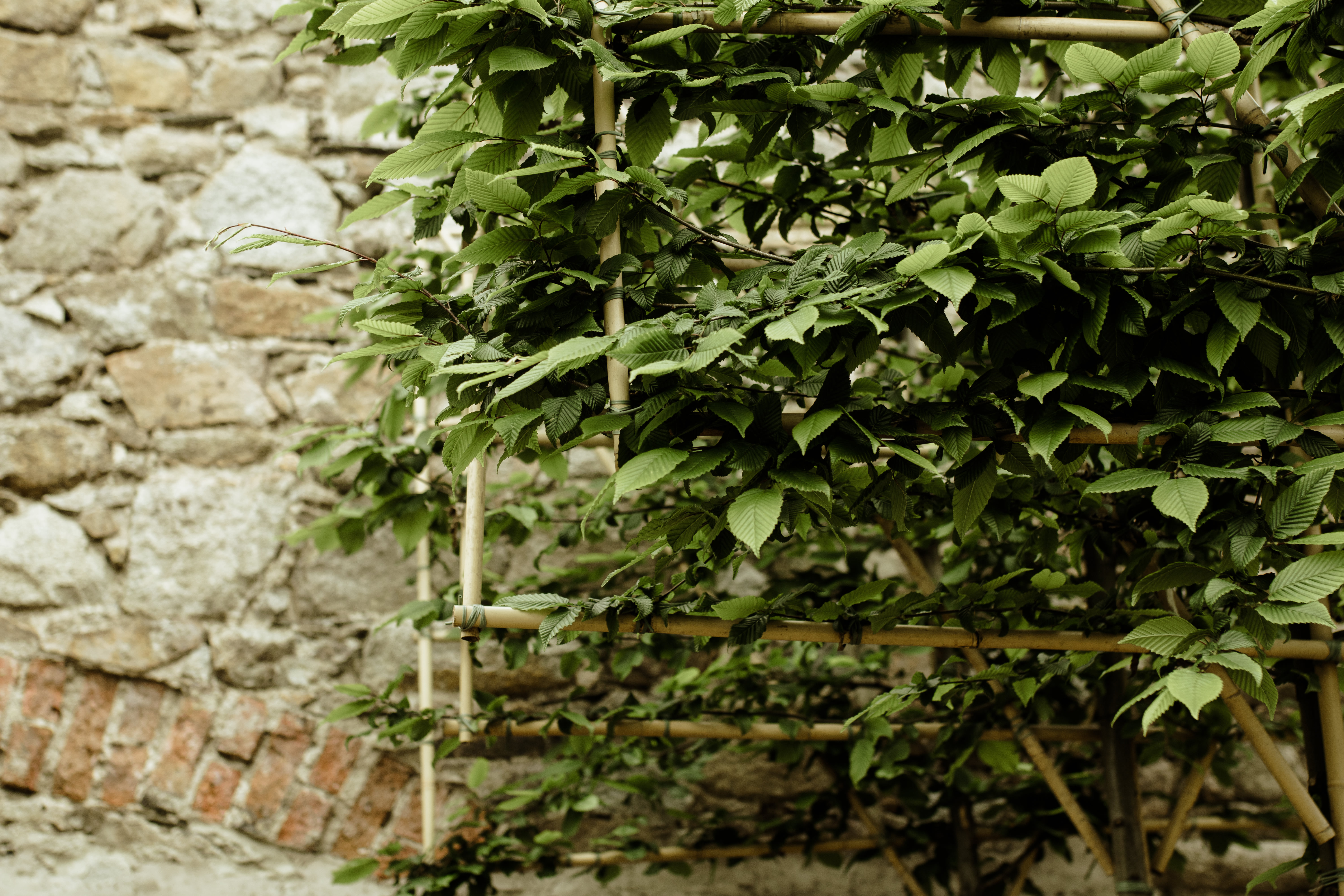 Papervale Trees nursery landscape and growing beds, Co. Down