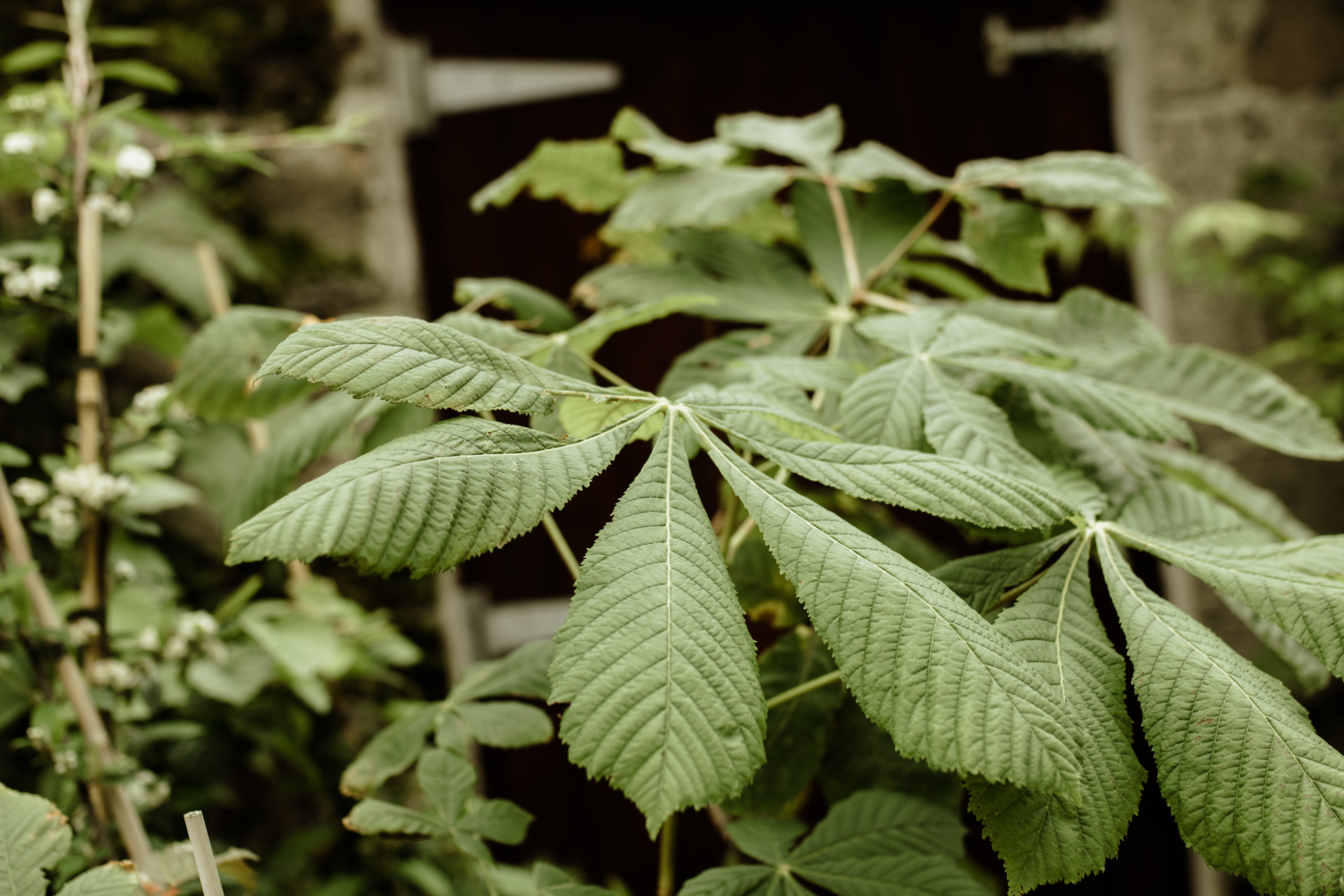 Papervale Trees nursery landscape and growing beds, Co. Down