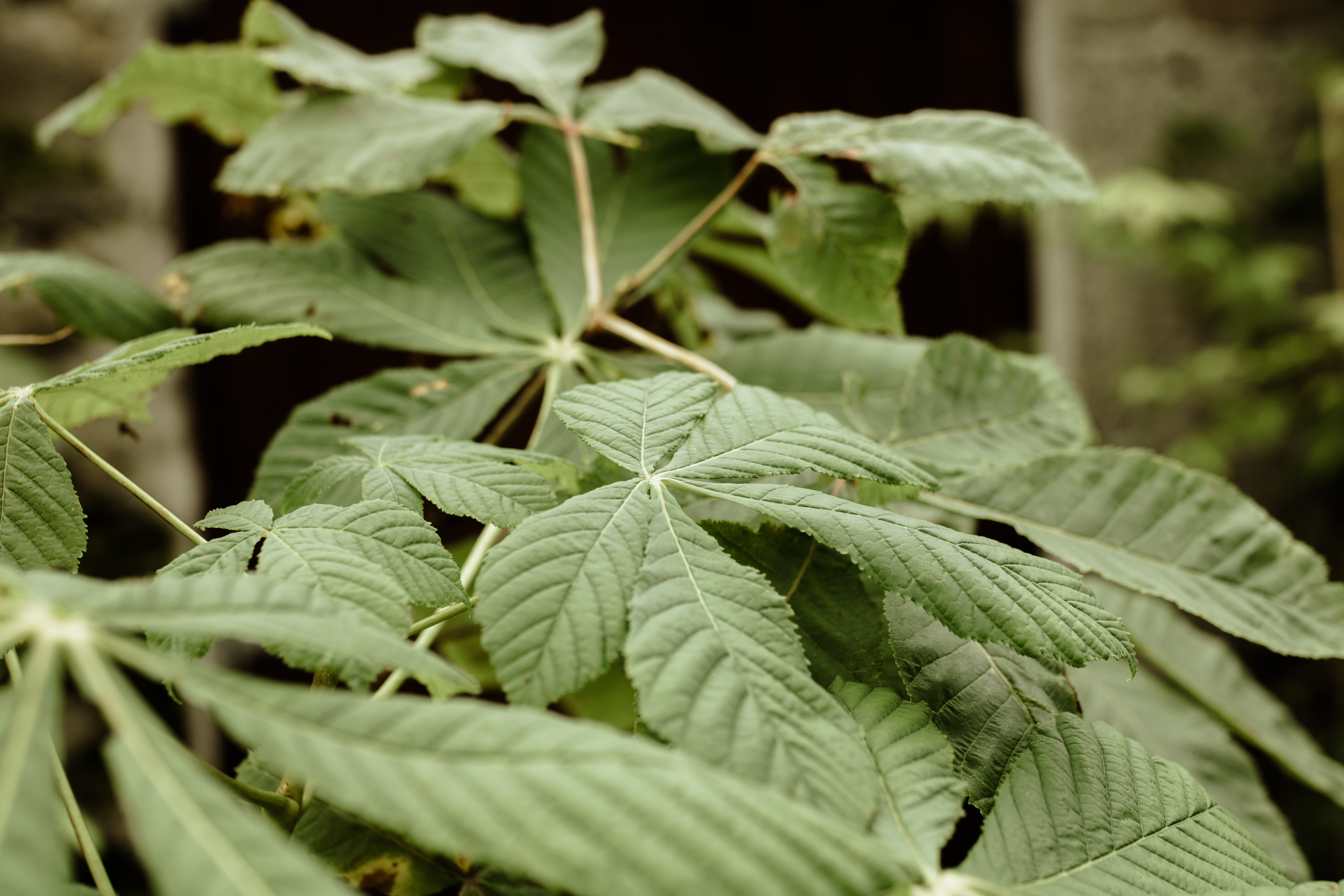 Papervale Trees nursery landscape and growing beds, Co. Down