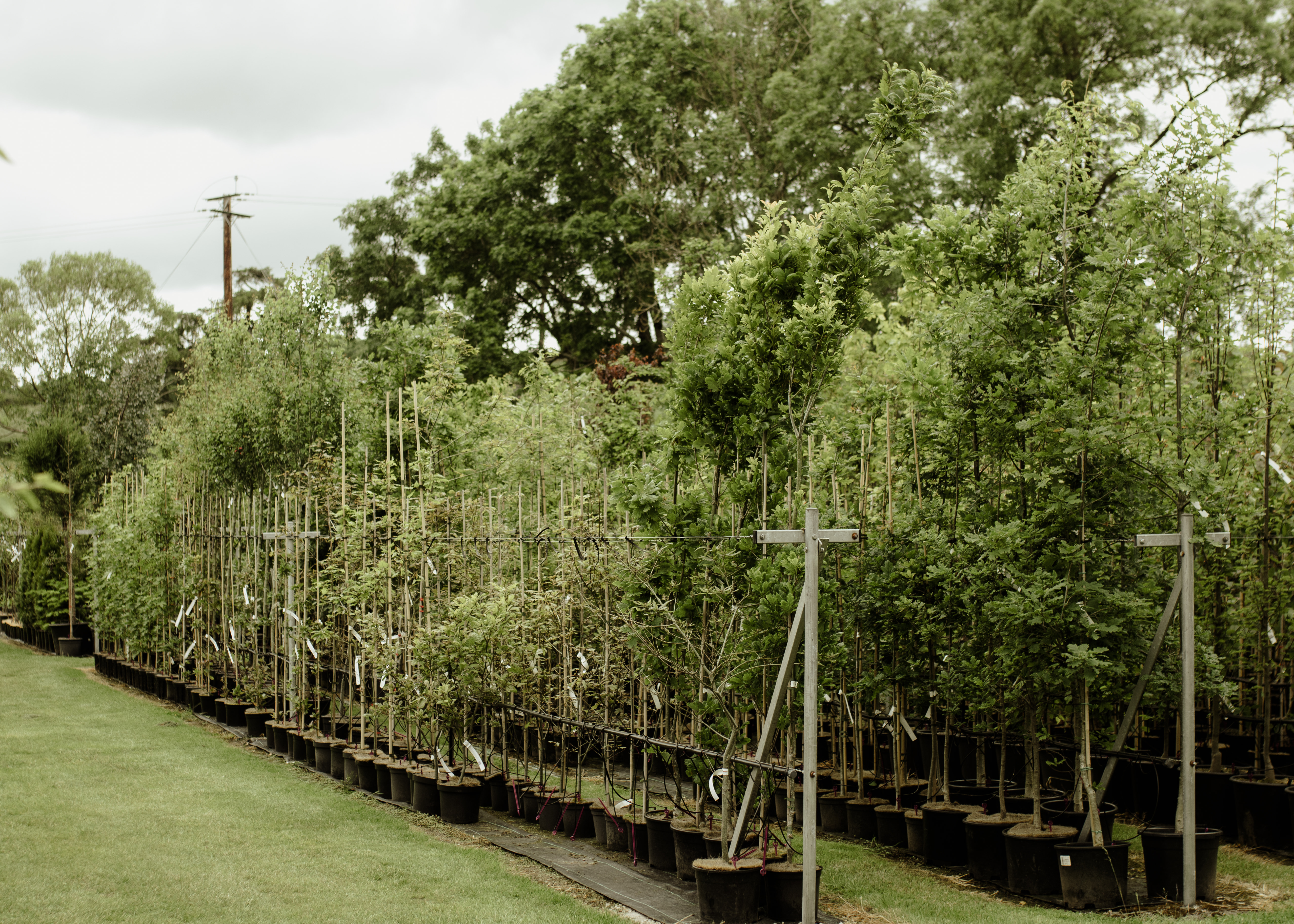 Papervale Trees nursery landscape and growing beds, Co. Down