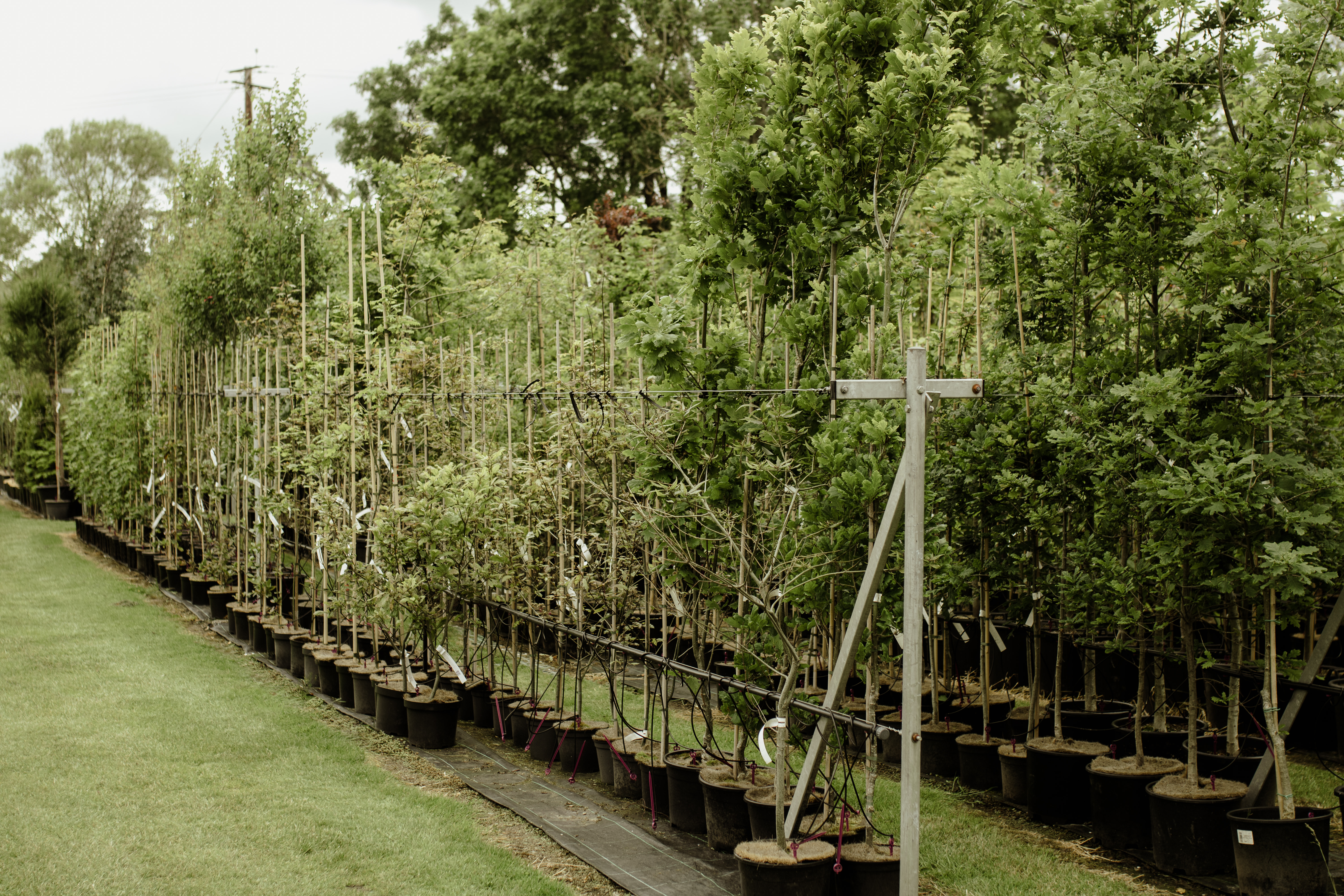 Papervale Trees nursery landscape and growing beds, Co. Down