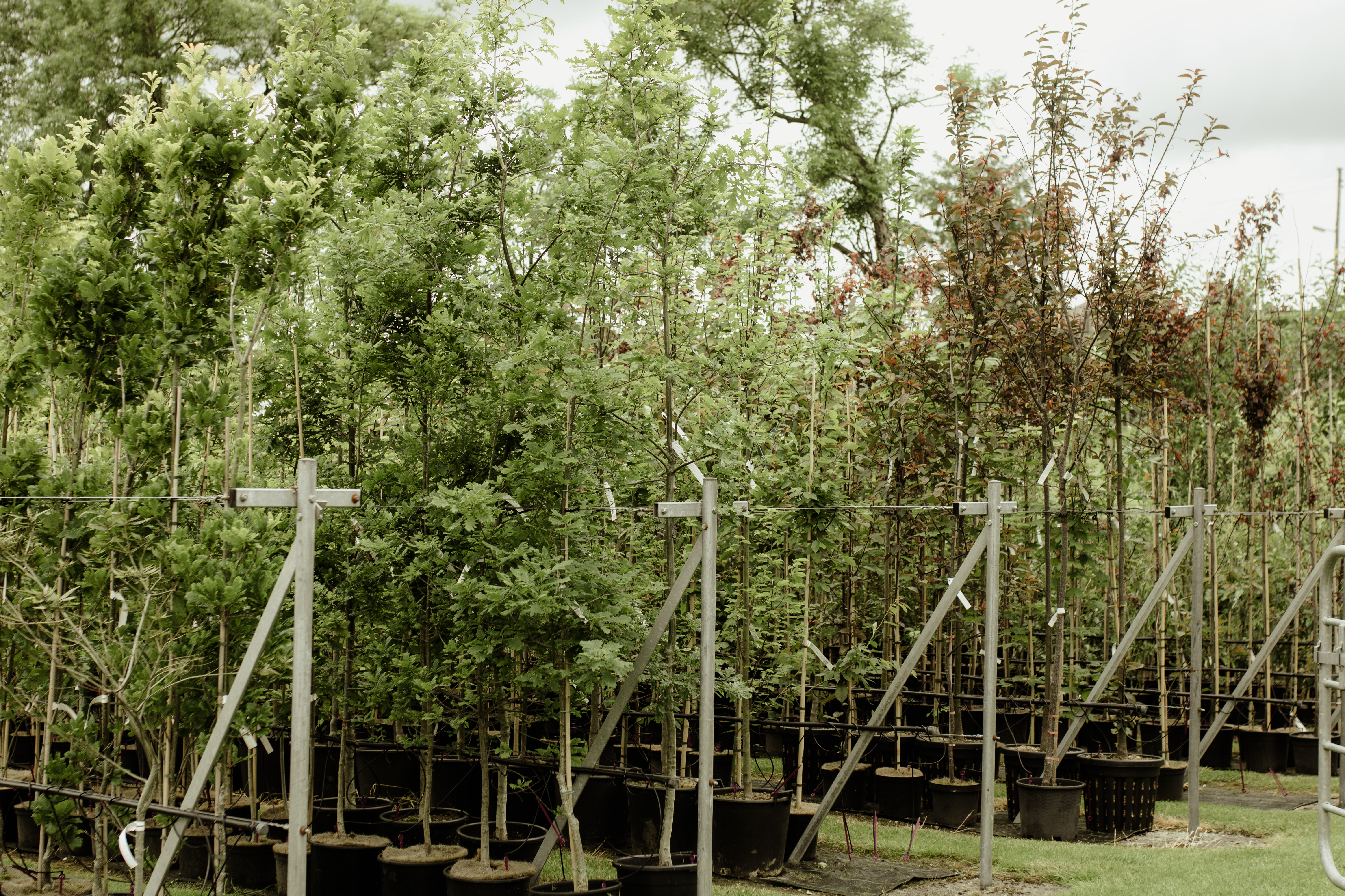 Papervale Trees nursery landscape and growing beds, Co. Down