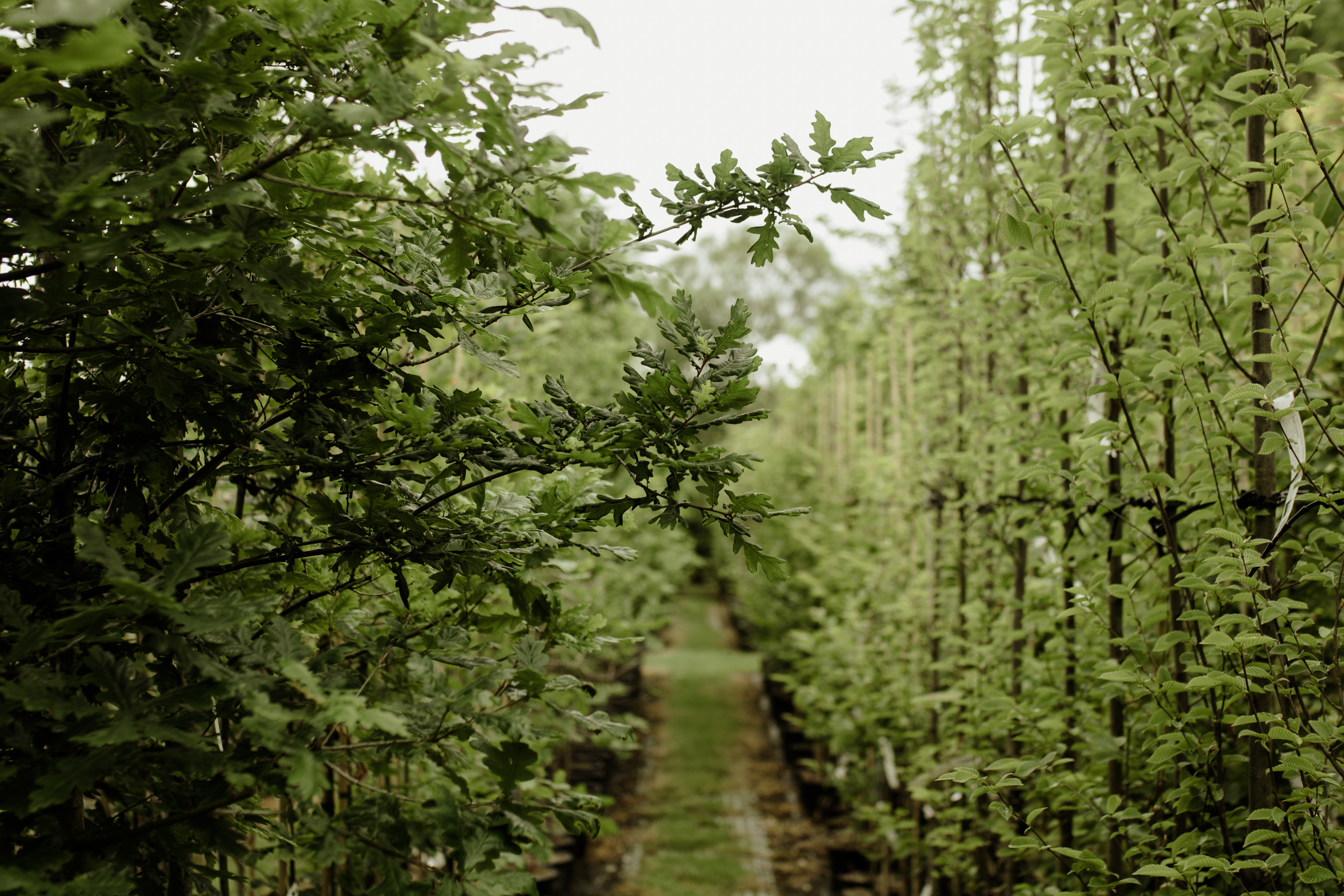 Papervale Trees nursery landscape and growing beds, Co. Down