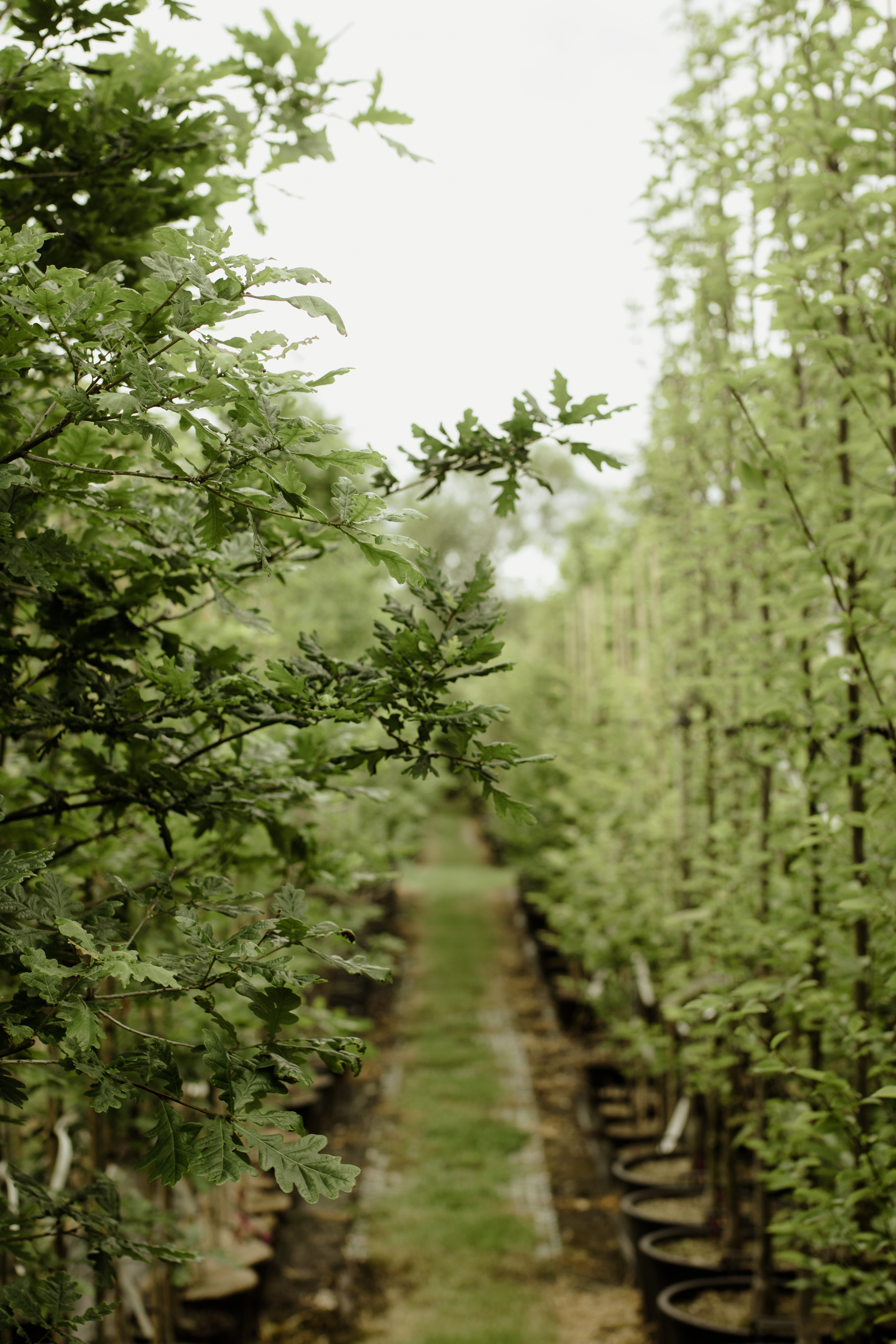 Papervale Trees nursery landscape and growing beds, Co. Down