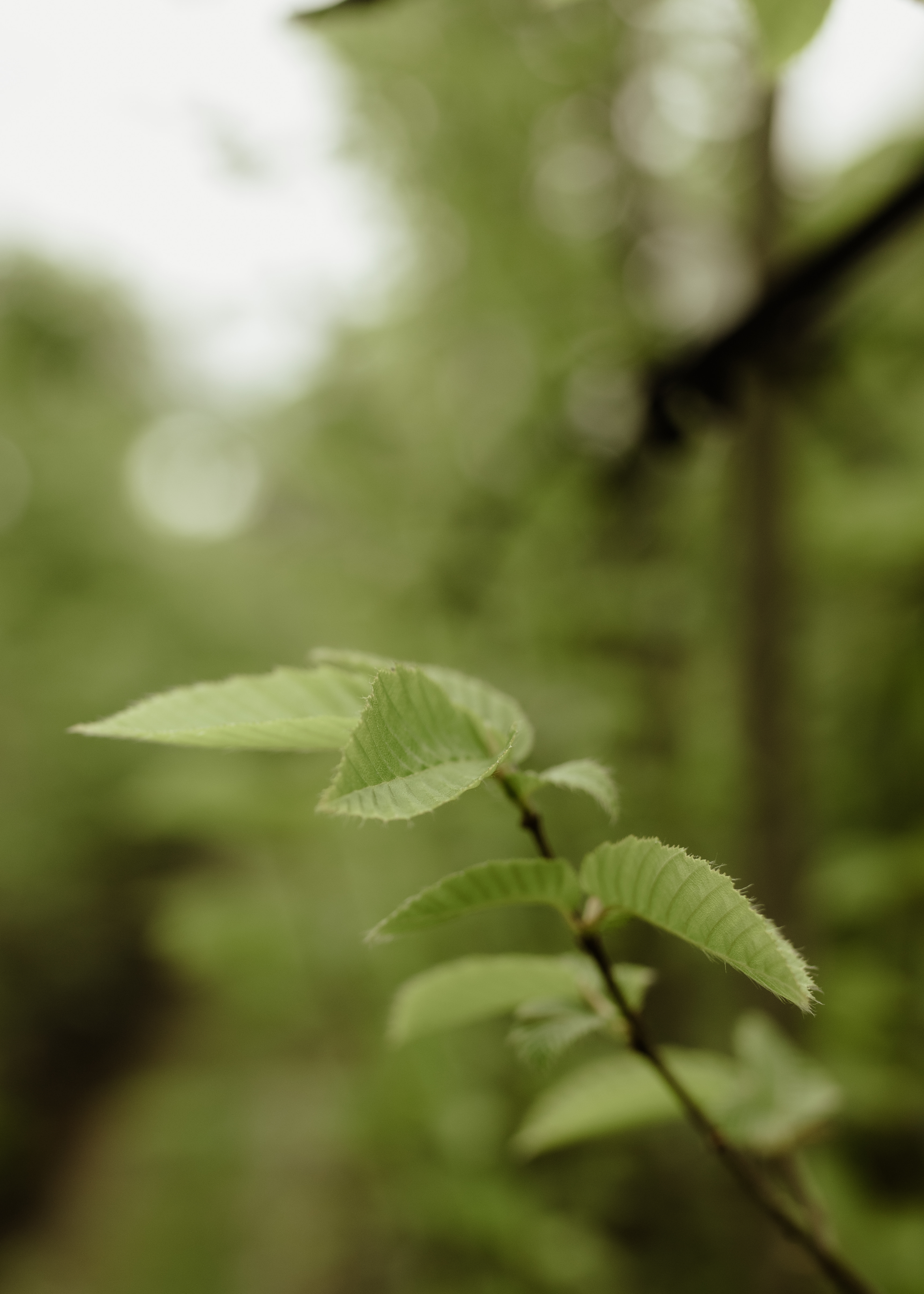 Papervale Trees nursery landscape and growing beds, Co. Down