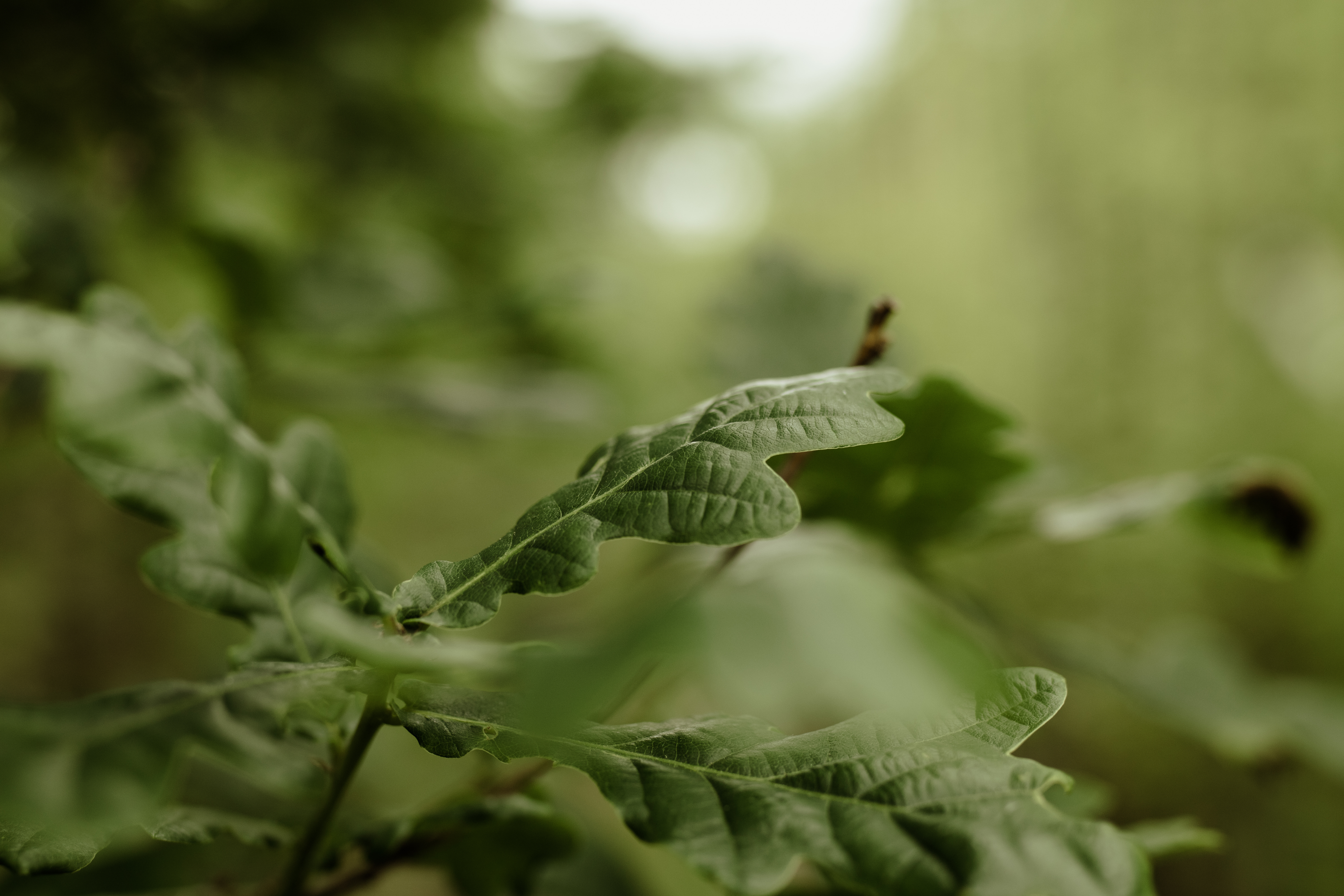 Papervale Trees nursery landscape and growing beds, Co. Down
