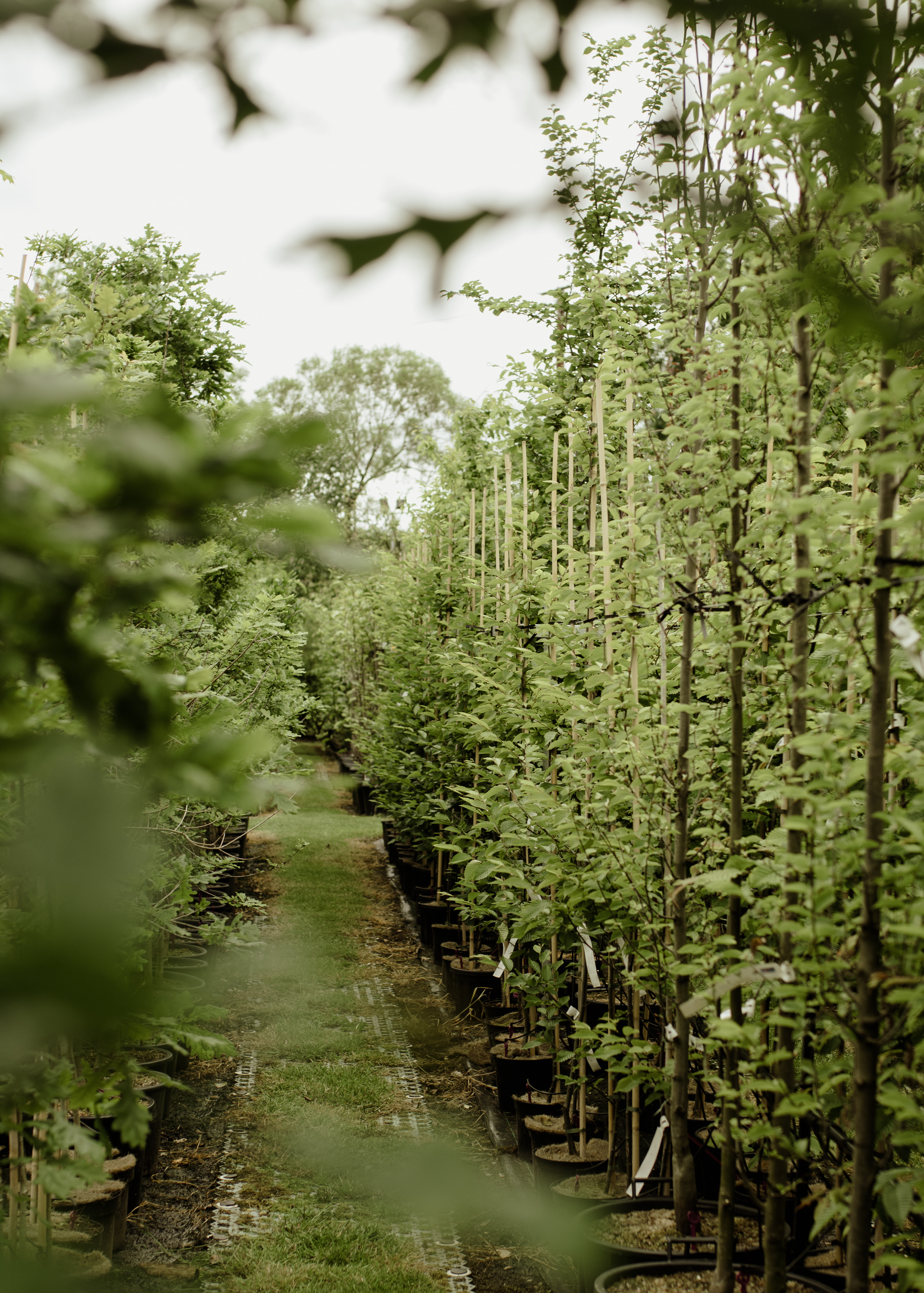 Papervale Trees nursery landscape and growing beds, Co. Down