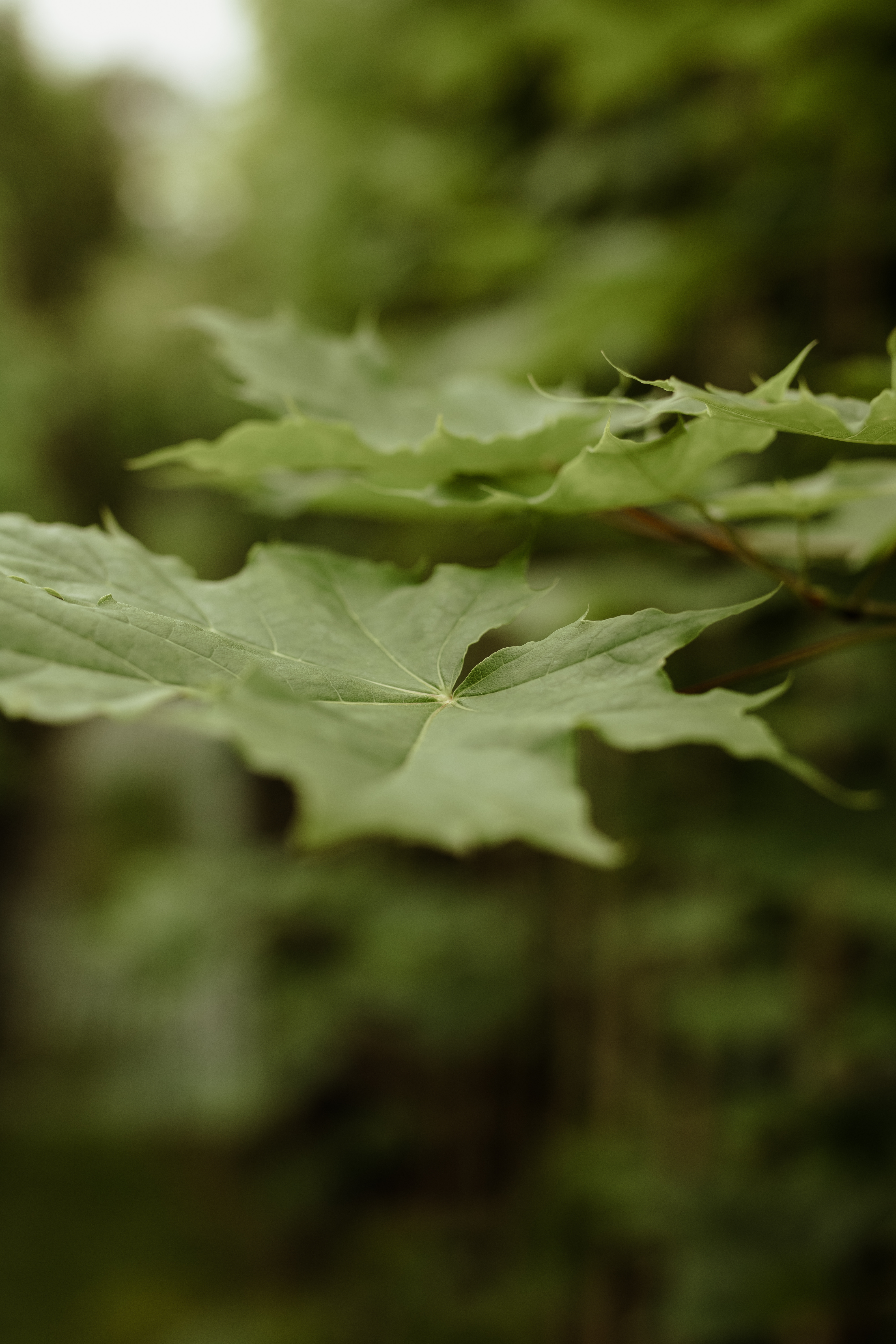 Papervale Trees nursery landscape and growing beds, Co. Down