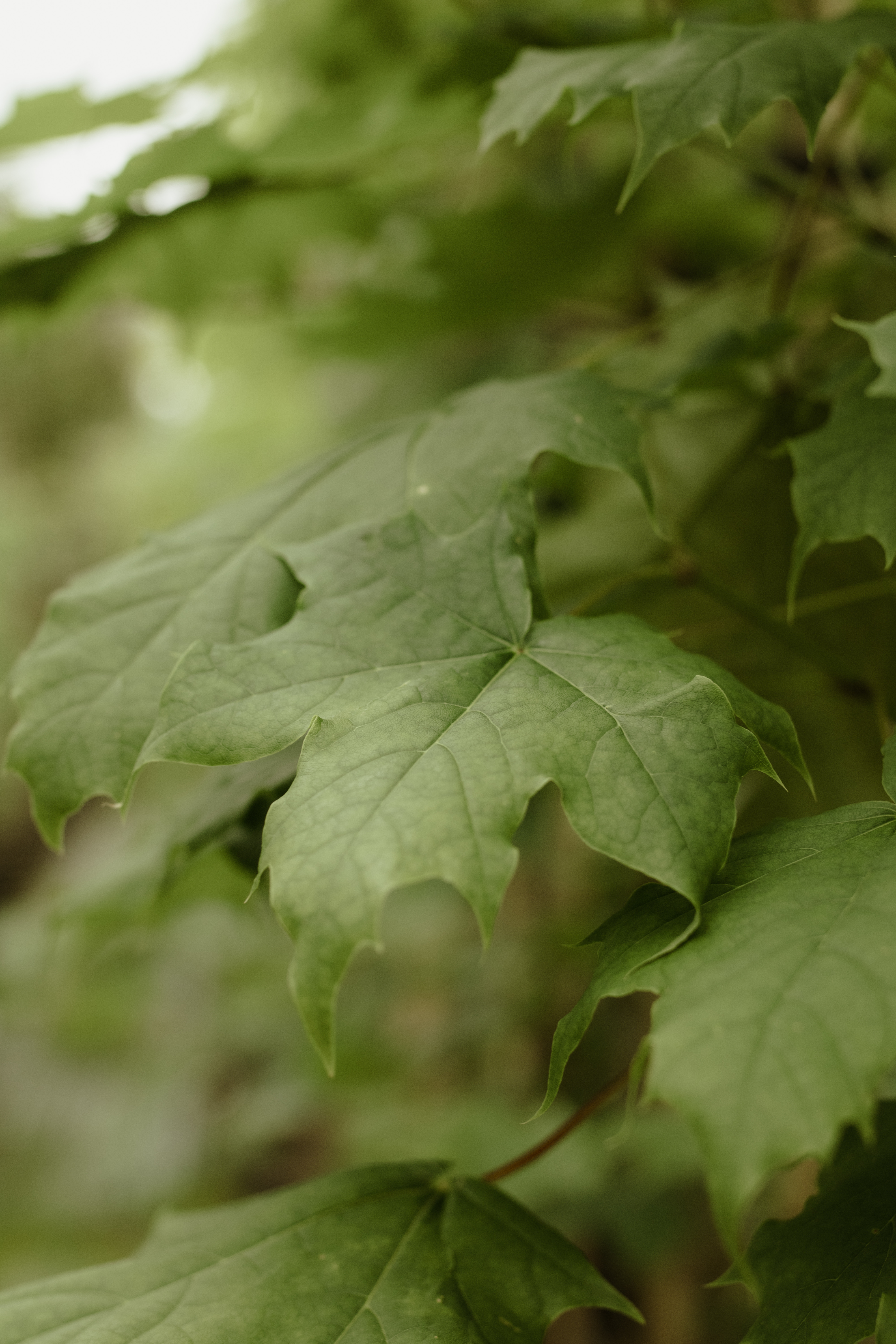 Papervale Trees nursery landscape and growing beds, Co. Down