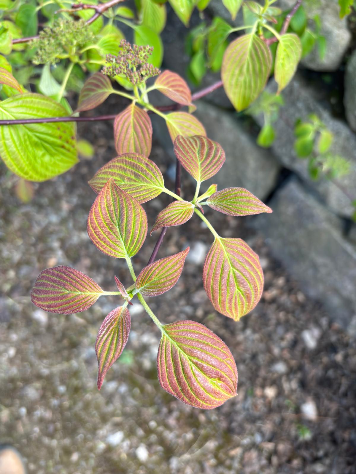 Papervale Trees nursery landscape and growing beds, Co. Down
