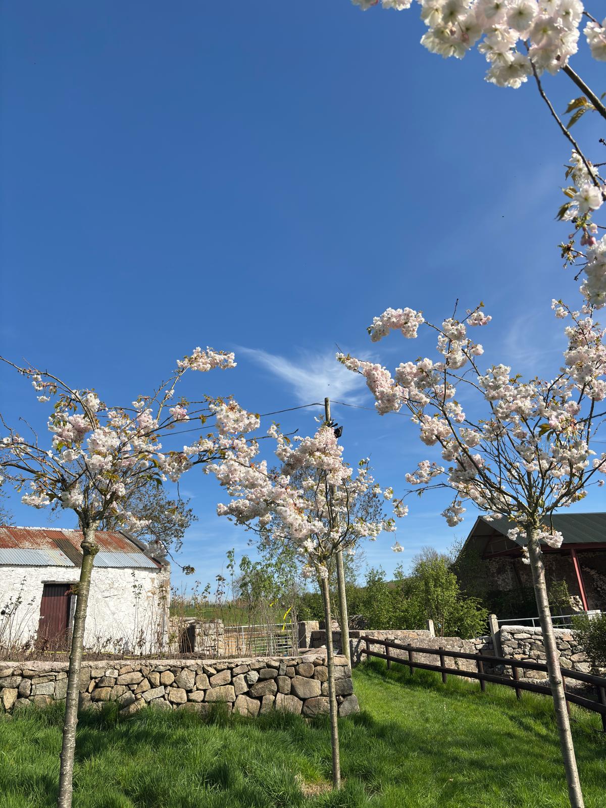Papervale Trees nursery landscape and growing beds, Co. Down