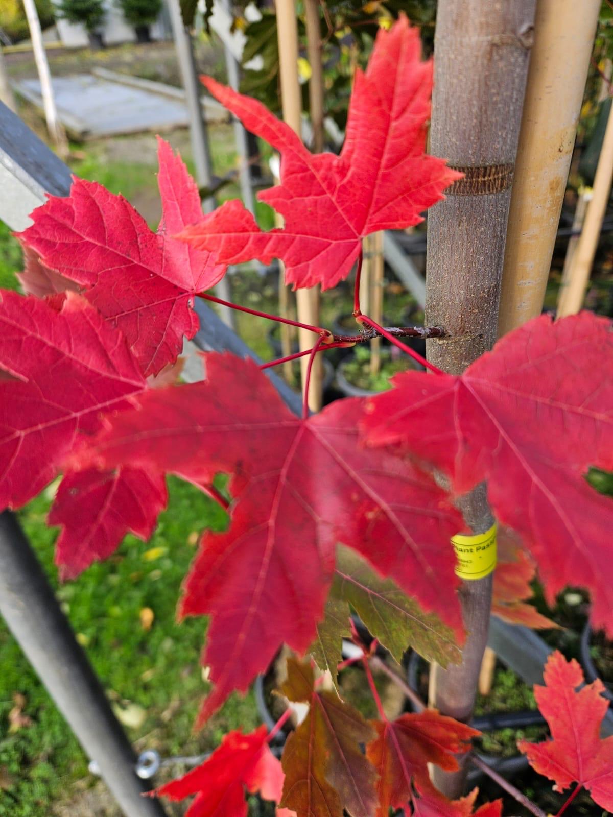 Papervale Trees nursery landscape and growing beds, Co. Down
