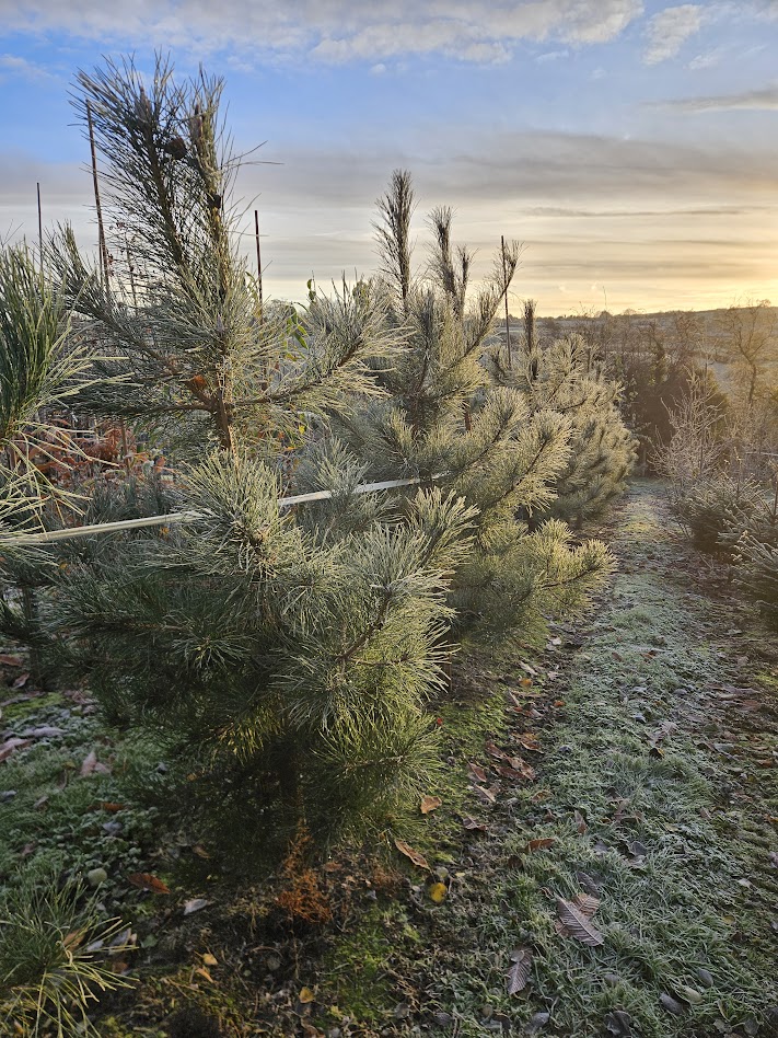 Papervale Trees nursery landscape and growing beds, Co. Down
