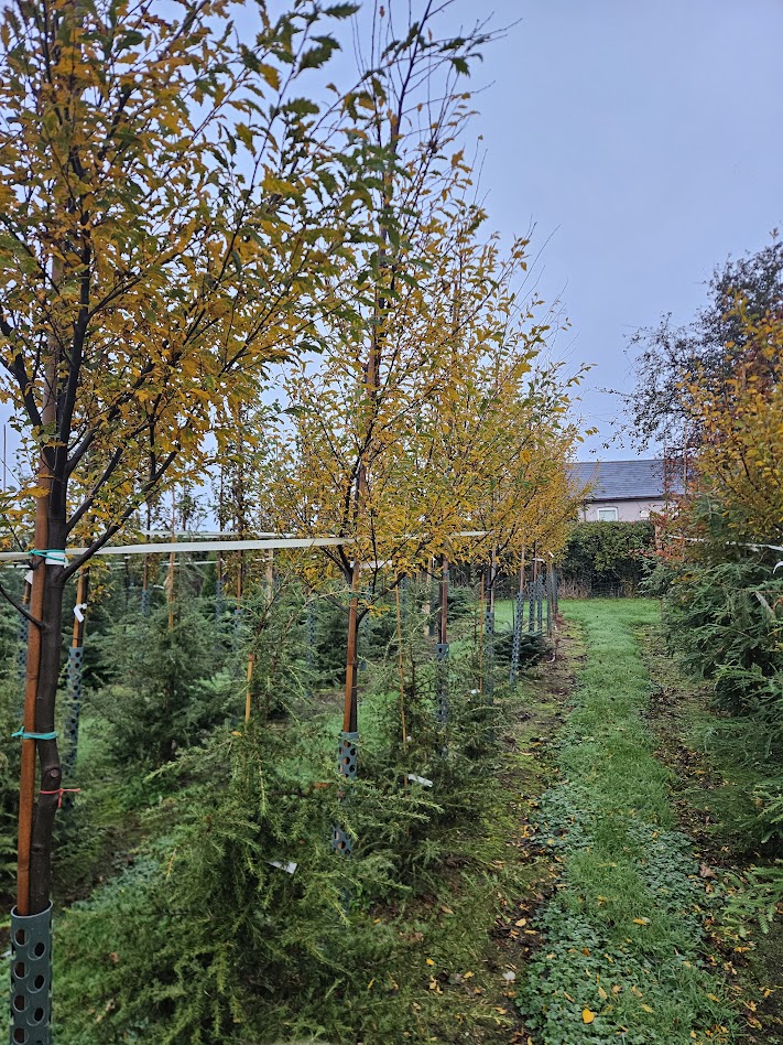 Papervale Trees nursery landscape and growing beds, Co. Down