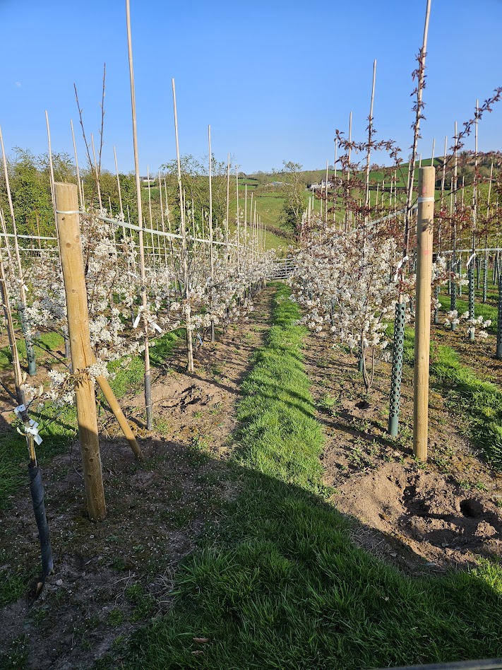 Papervale Trees nursery landscape and growing beds, Co. Down