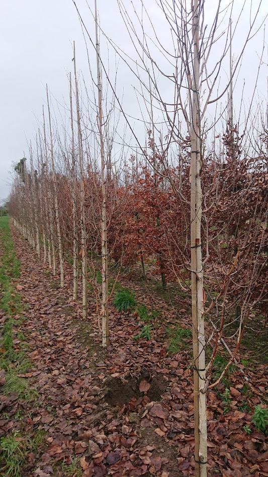 Papervale Trees nursery landscape and growing beds, Co. Down