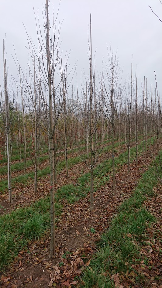 Papervale Trees nursery landscape and growing beds, Co. Down