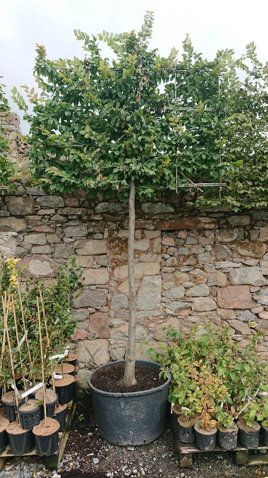 Papervale Trees nursery landscape and growing beds, Co. Down